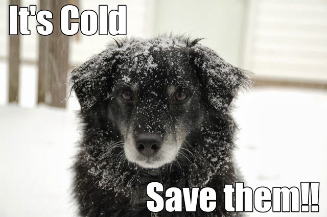 Save Your Dog for this Winter