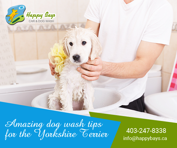 Dog Wash Tips