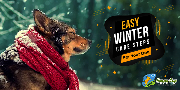 Winter Care For Your Dog