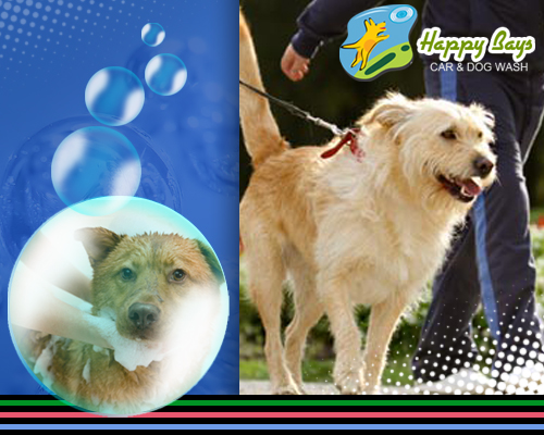 Dog Wash